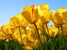 tulips-thumbnail
