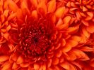 chrysanthemum-thumbnail